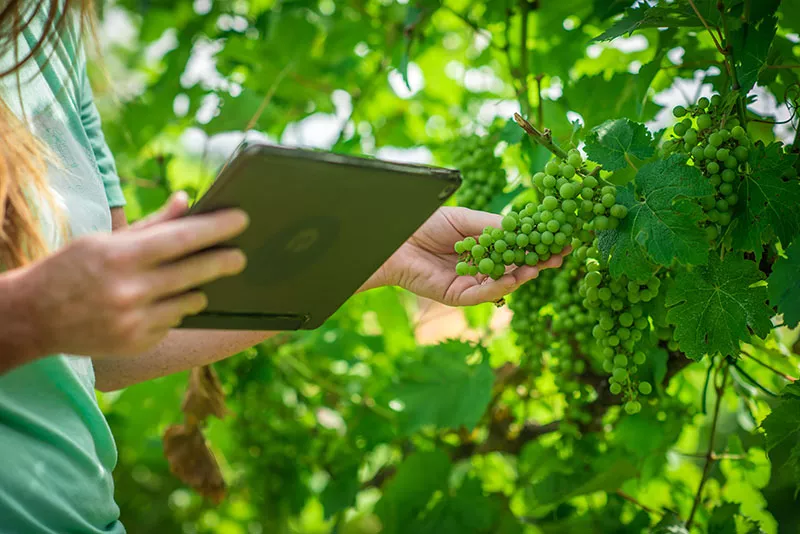 tablet with grapes in vineyard wine technology software